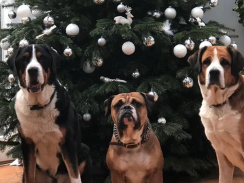 Weihnachten Hund Leder Hundehalsband