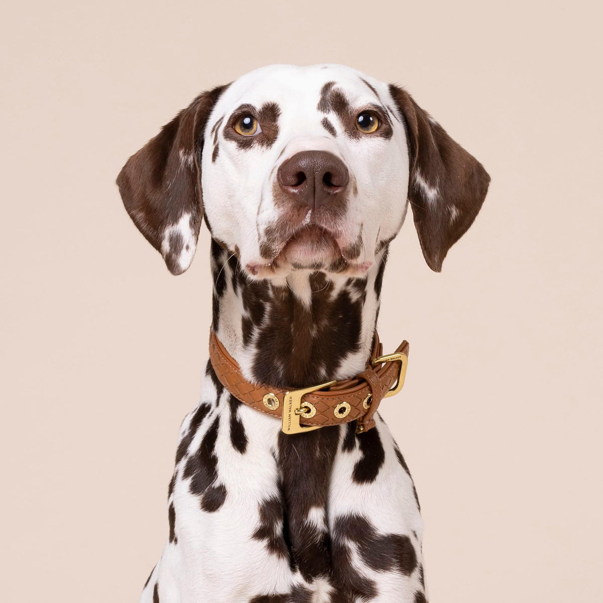 William Walker Collar de cuero para perro Prestige Caramel