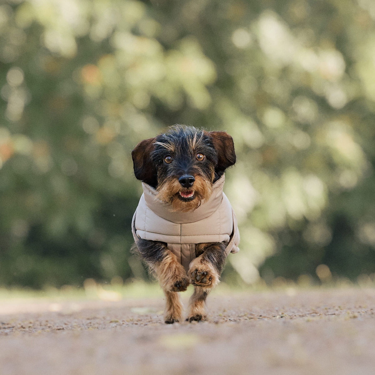 William Walker Manteau d'hiver pour chien Alpine pour teckel