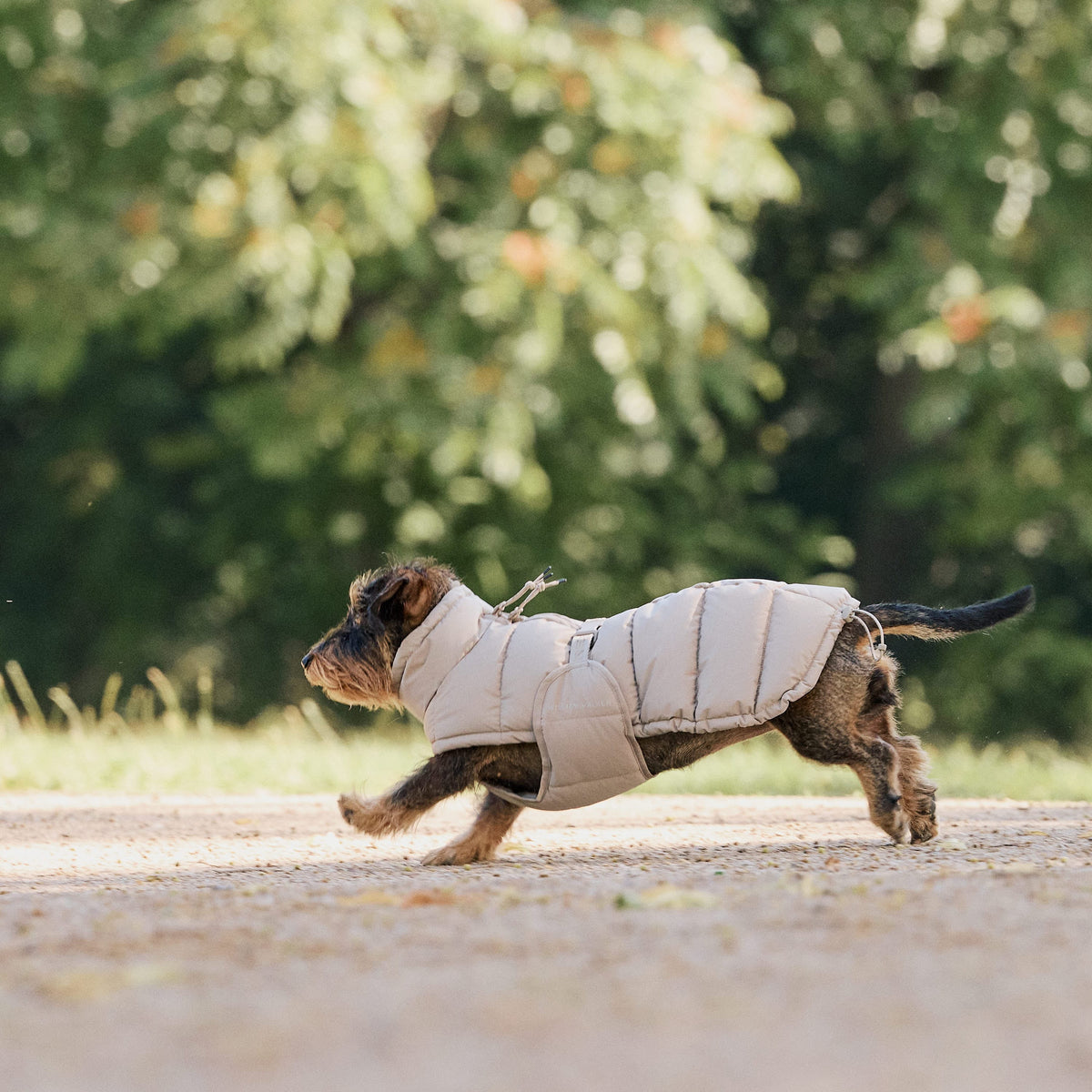 William Walker Manteau d'hiver pour chien Alpine pour teckel