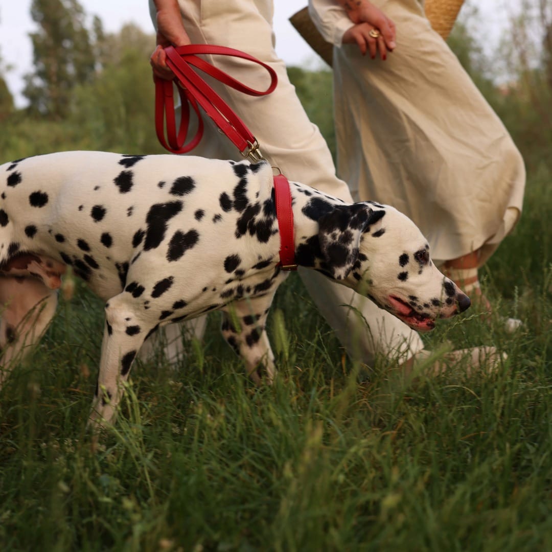 William Walker Leder Hundehalsband Chili (Rot)
