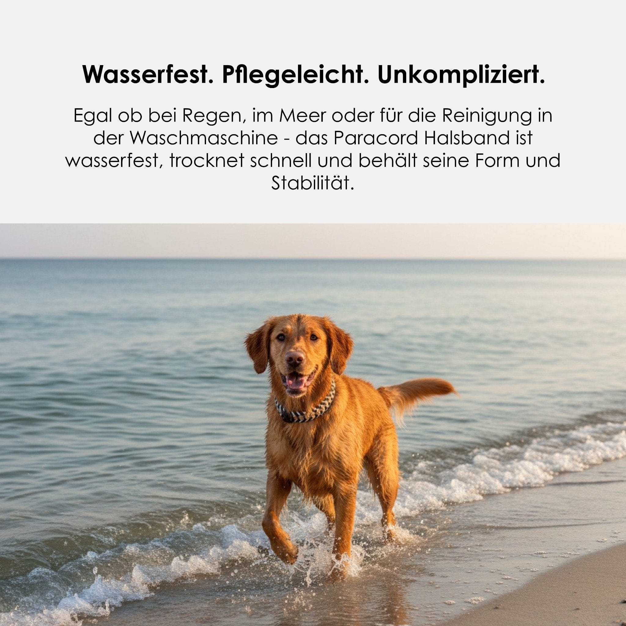 William Walker Paracord BioThane® Hundehalsband Hanseatic // Limited