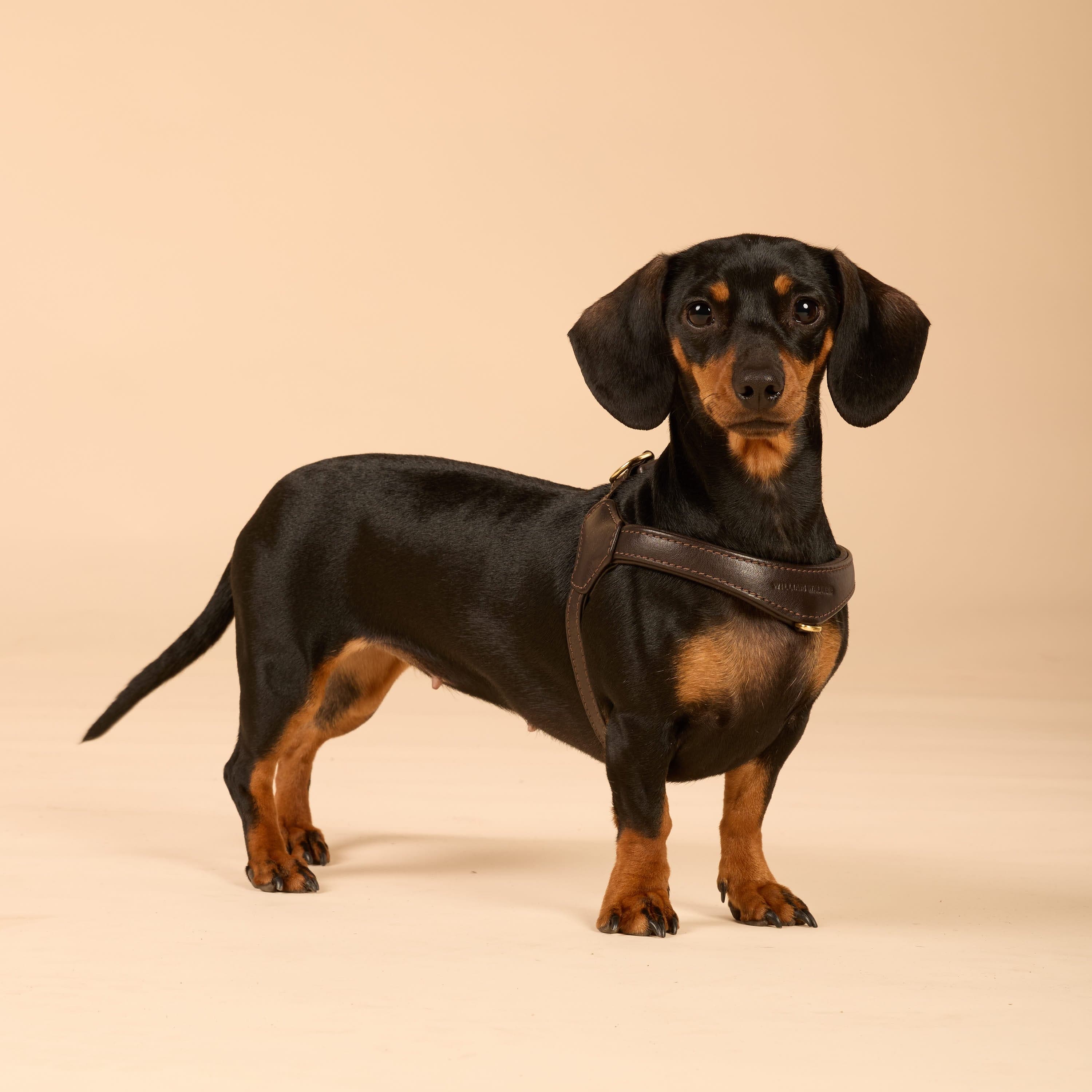 William Walker Step-In Leder Geschirr Pico für kleine Hunde