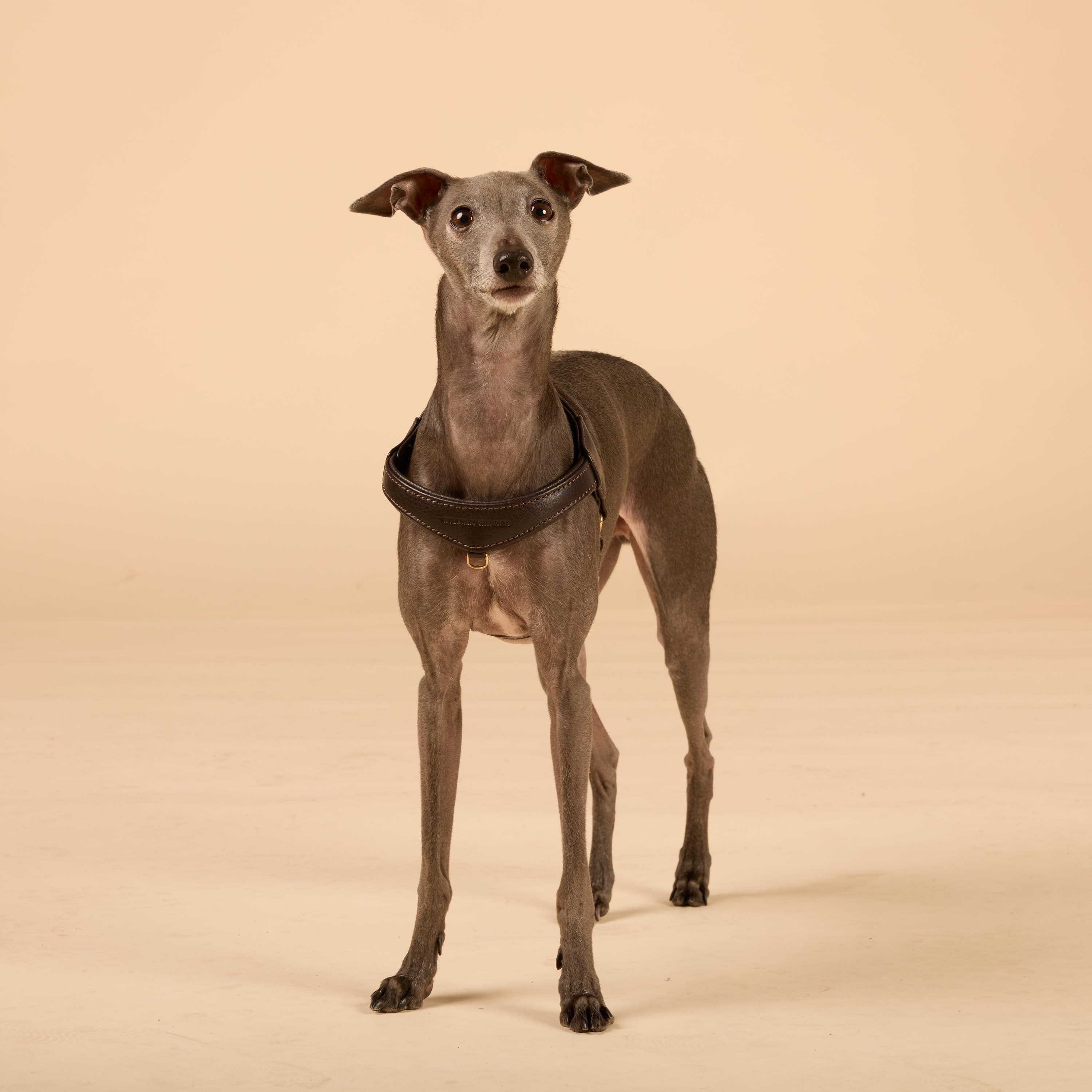 William Walker Step-In Leder Geschirr Pico für kleine Hunde