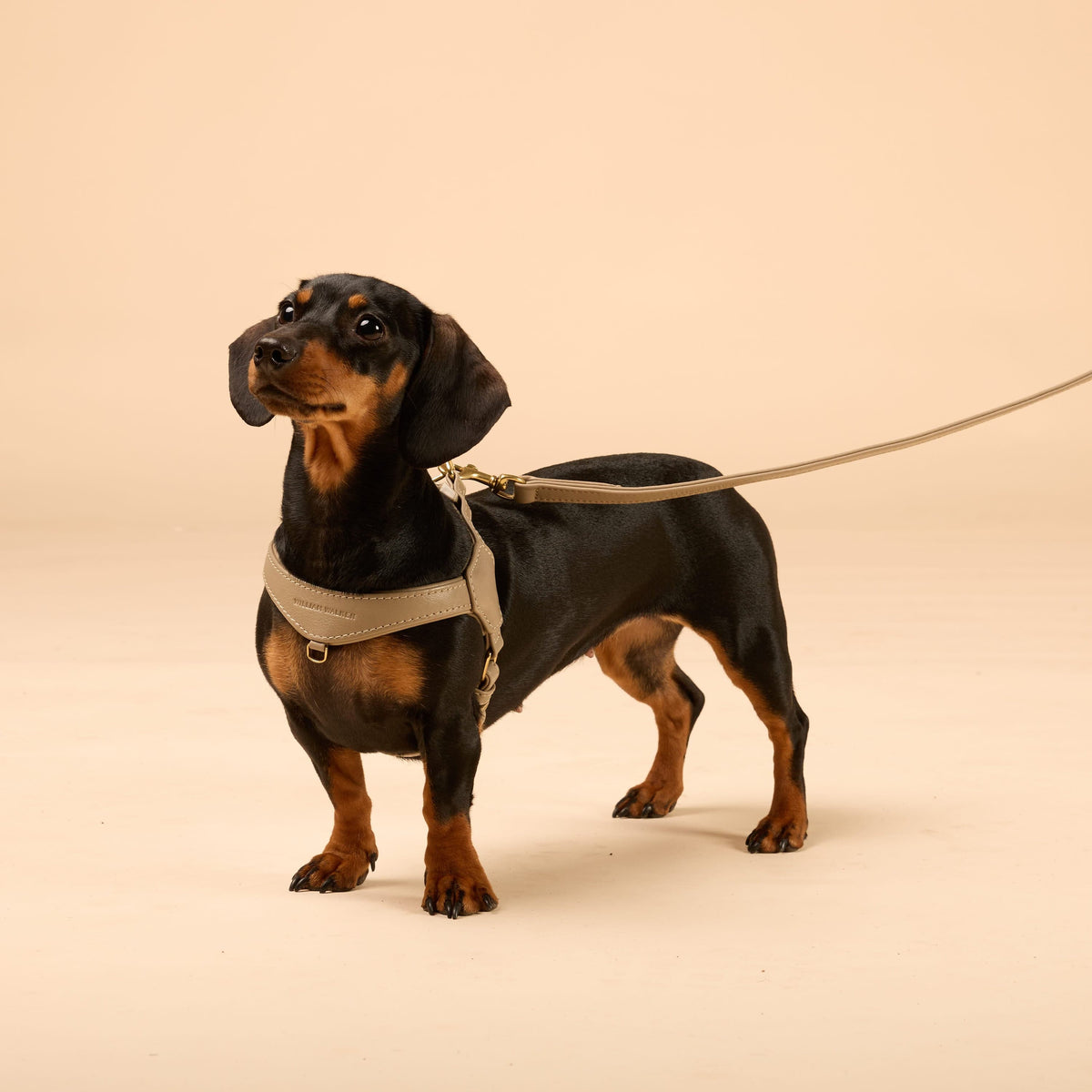 William Walker Configurador de bundle: arnés de cuero para perros pequeños