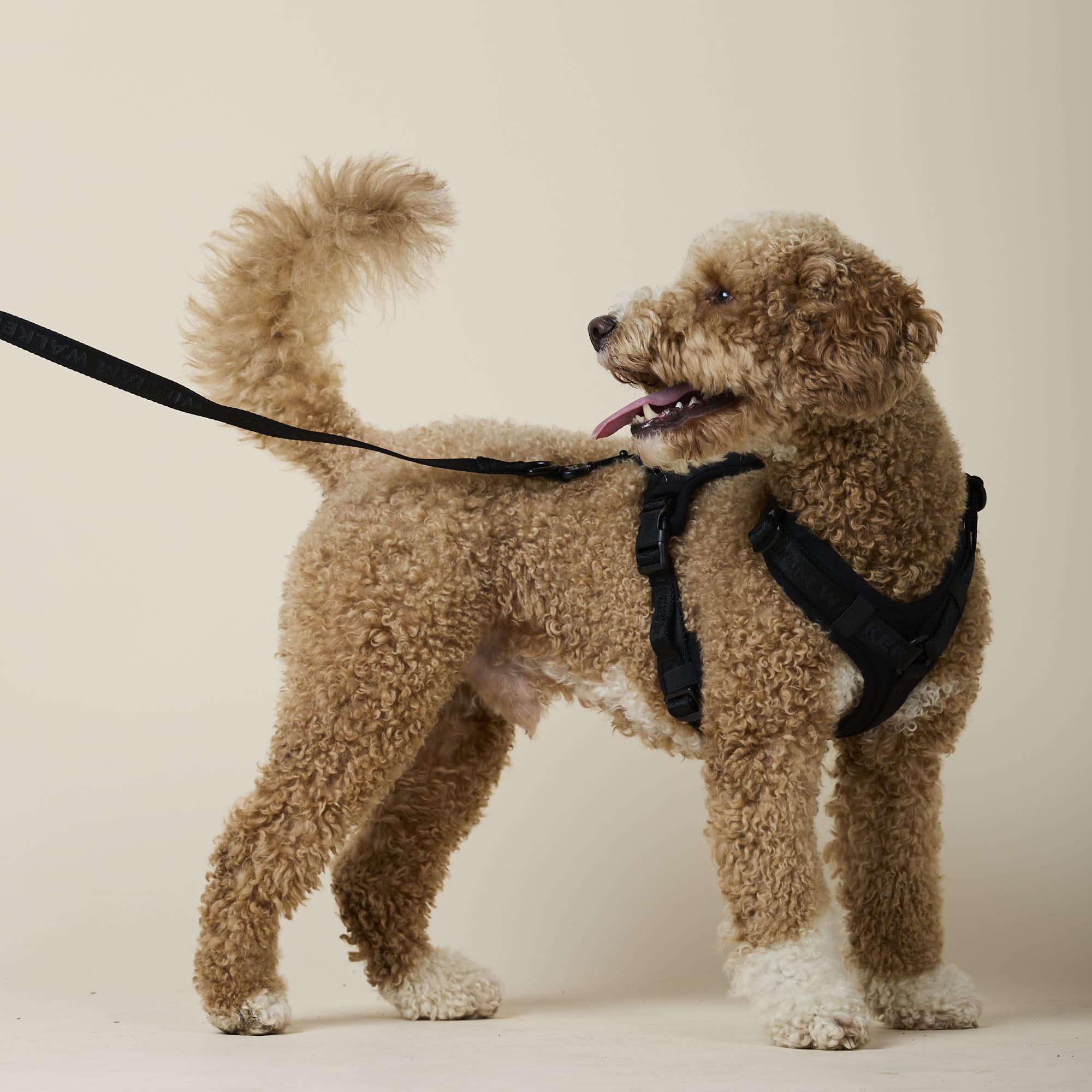 William Walker Jacquard Nylon Hundeleine Nero (schwarz)