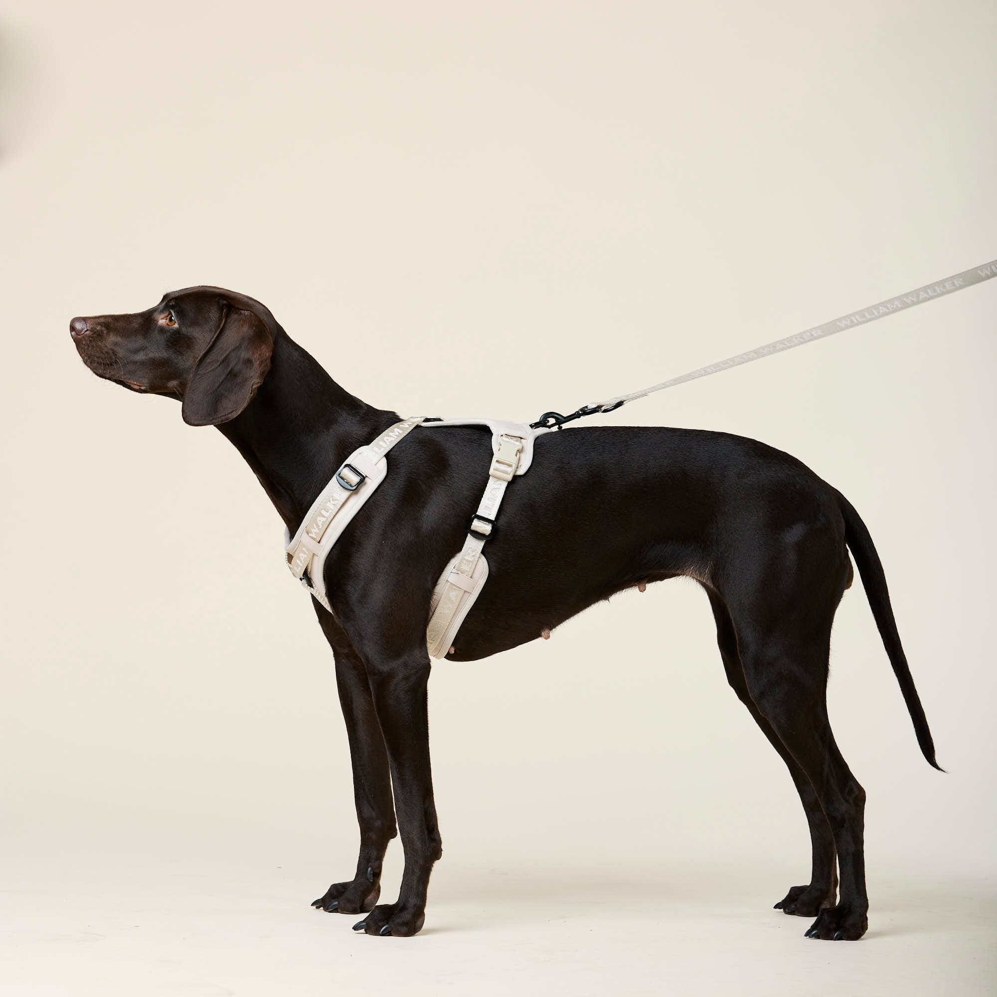 William Walker Hochwertiges Y-Hundegeschirr Sand (beige)