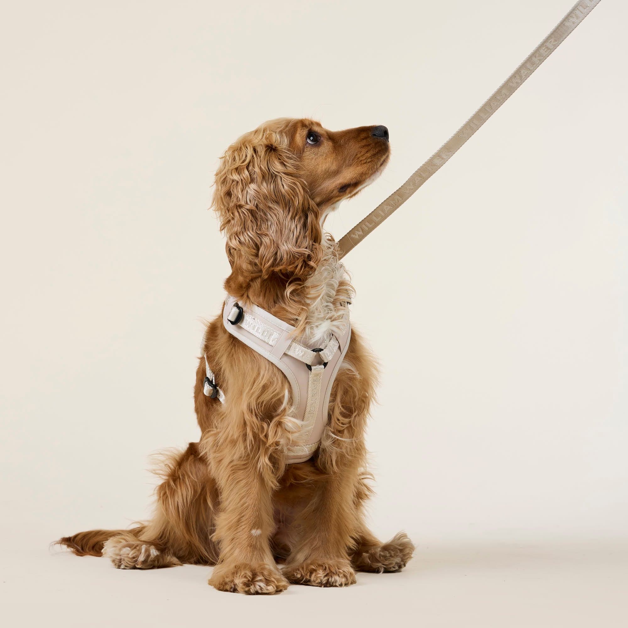 William Walker Hochwertiges Y-Hundegeschirr Sand (beige)