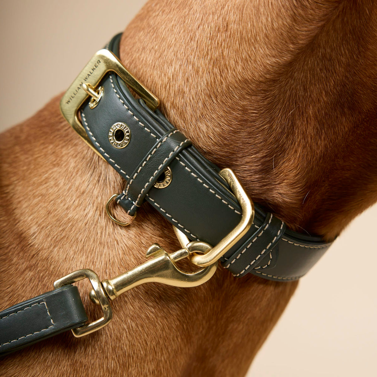 William Walker Collar de piel lisa para perro Forest