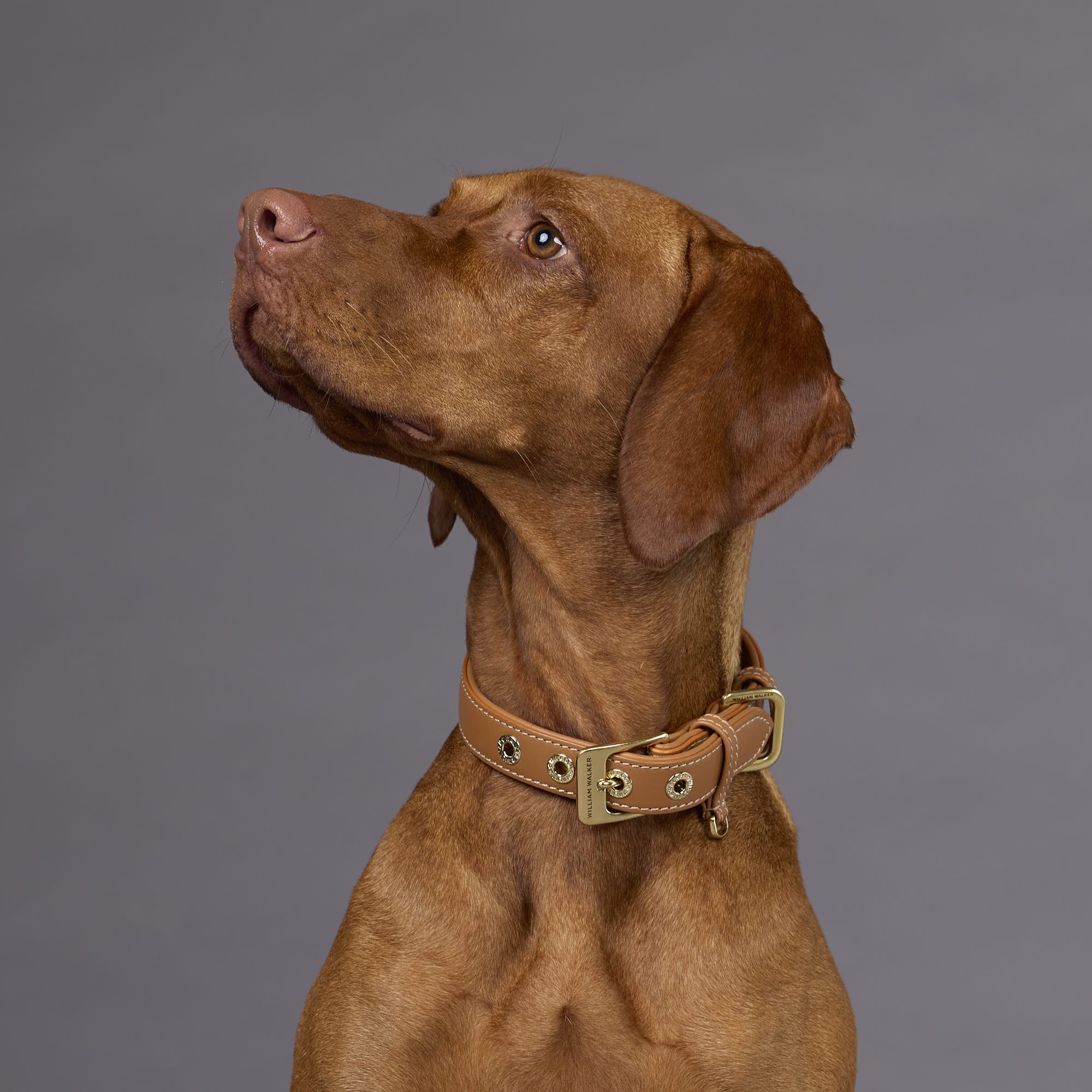 William Walker Glattleder Hundehalsband Caramel