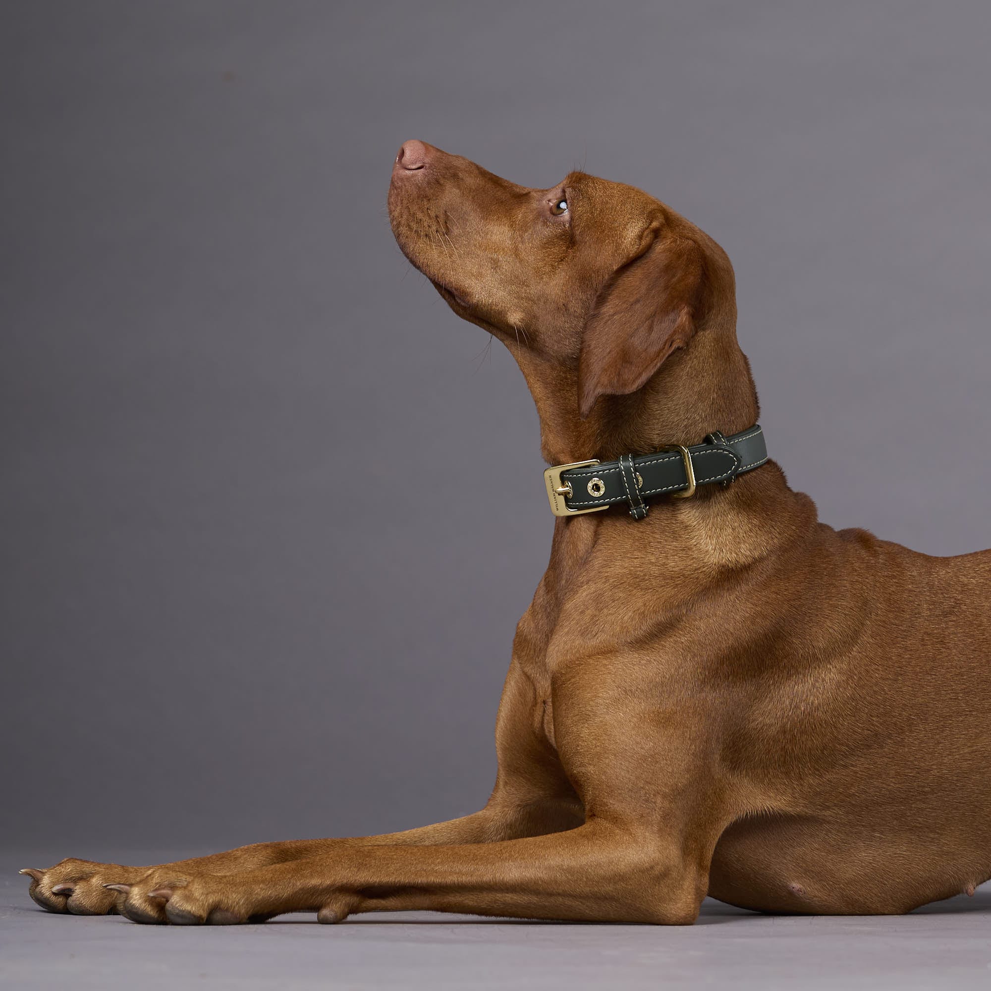 William Walker Glattleder Hundehalsband Forest