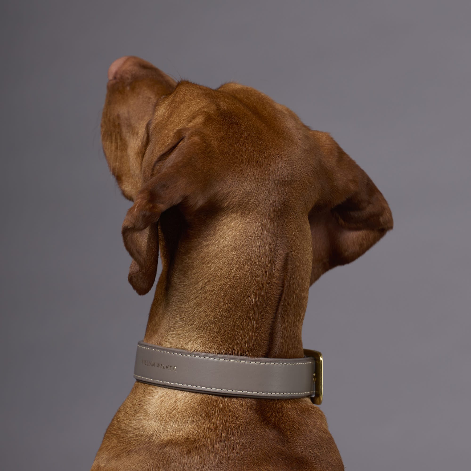 William Walker Glattleder Hundehalsband Pebble (Taupe)