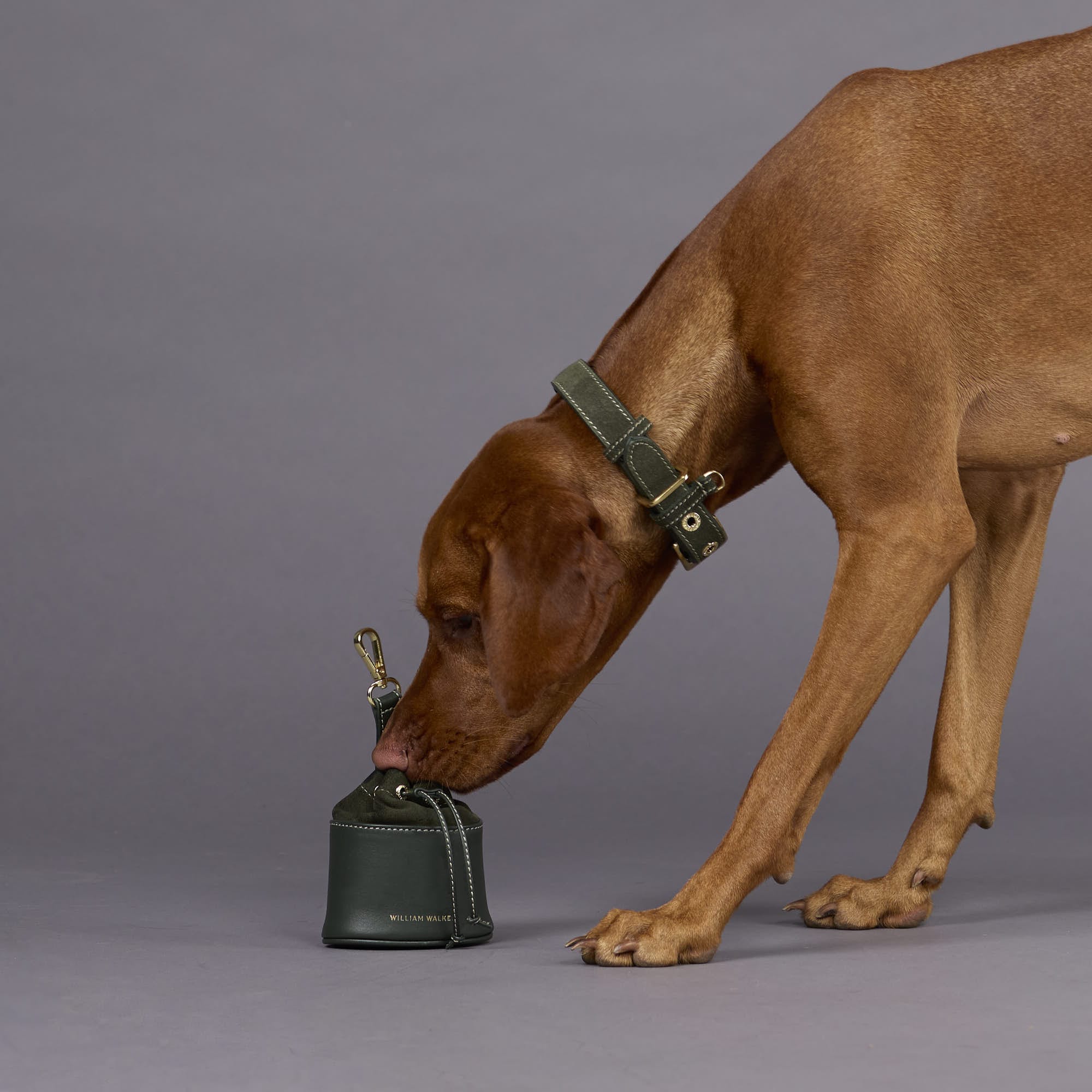 William Walker Wildleder Hundehalsband Forest (Grün)