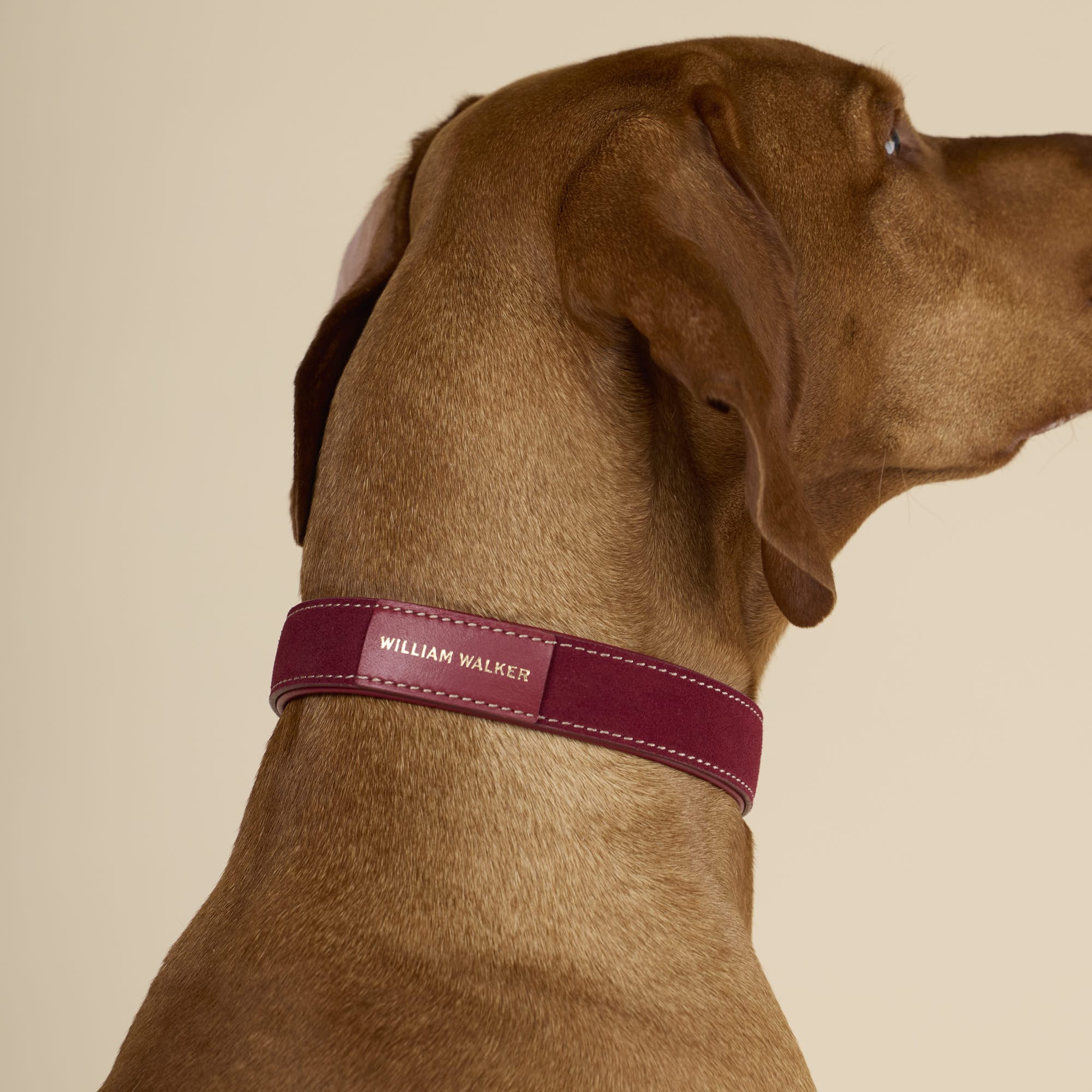 William Walker Wildleder Hundehalsband Lambrusco (Bordeauxrot)