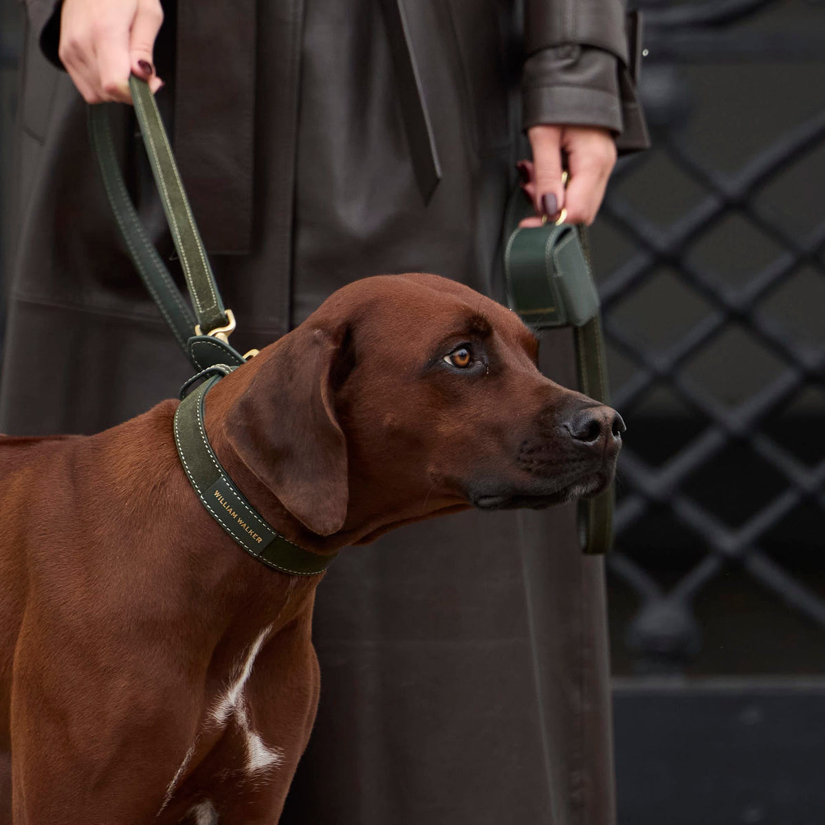 William Walker Collar de ante para perro Forest (verde)