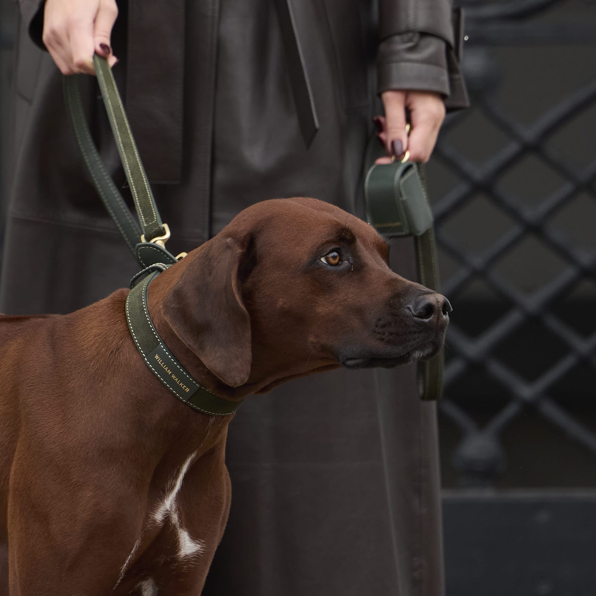 William Walker Hochwertige Wildleder Hundeleine Forest (Grün)