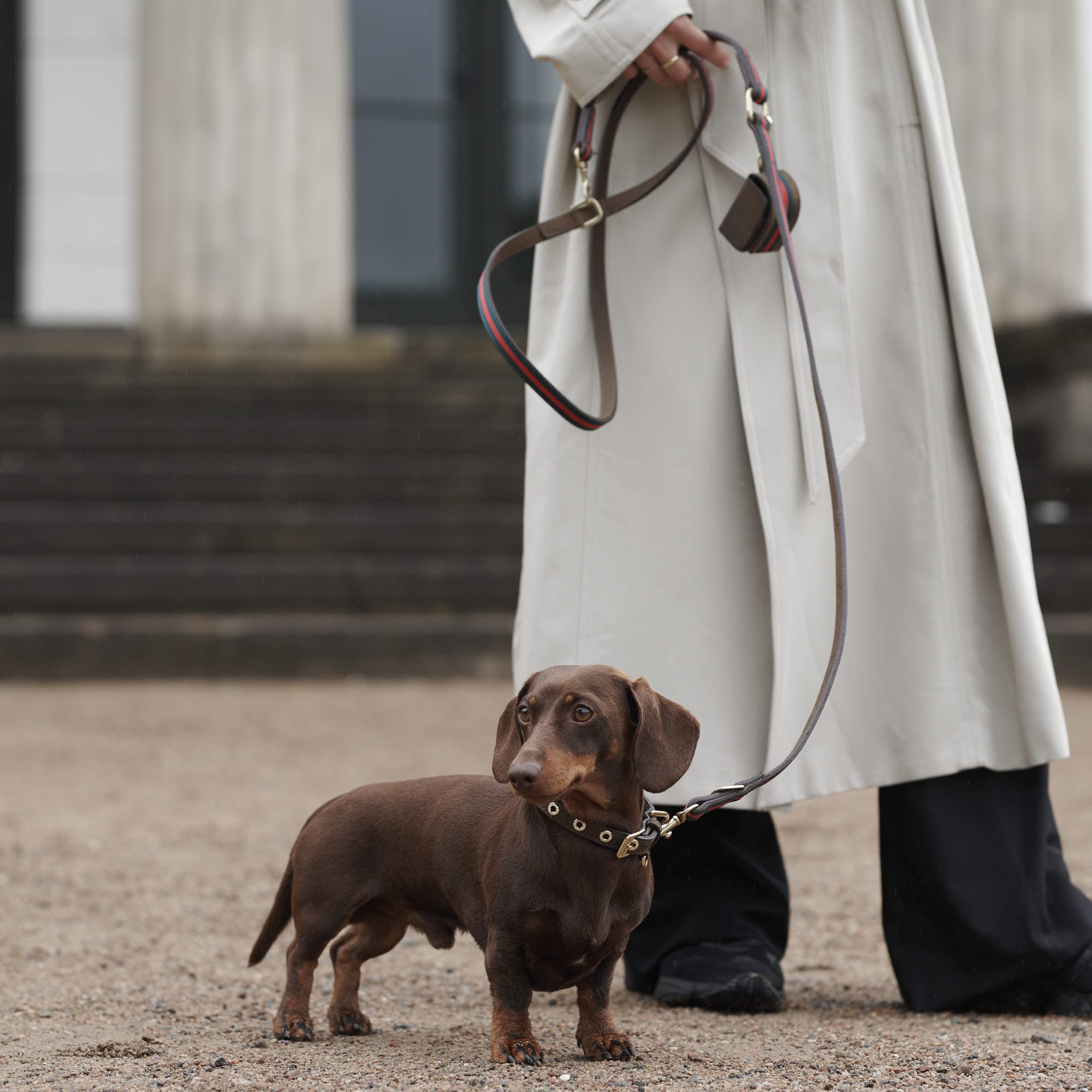 William Walker Leder Hundehalsband Florence // Limited