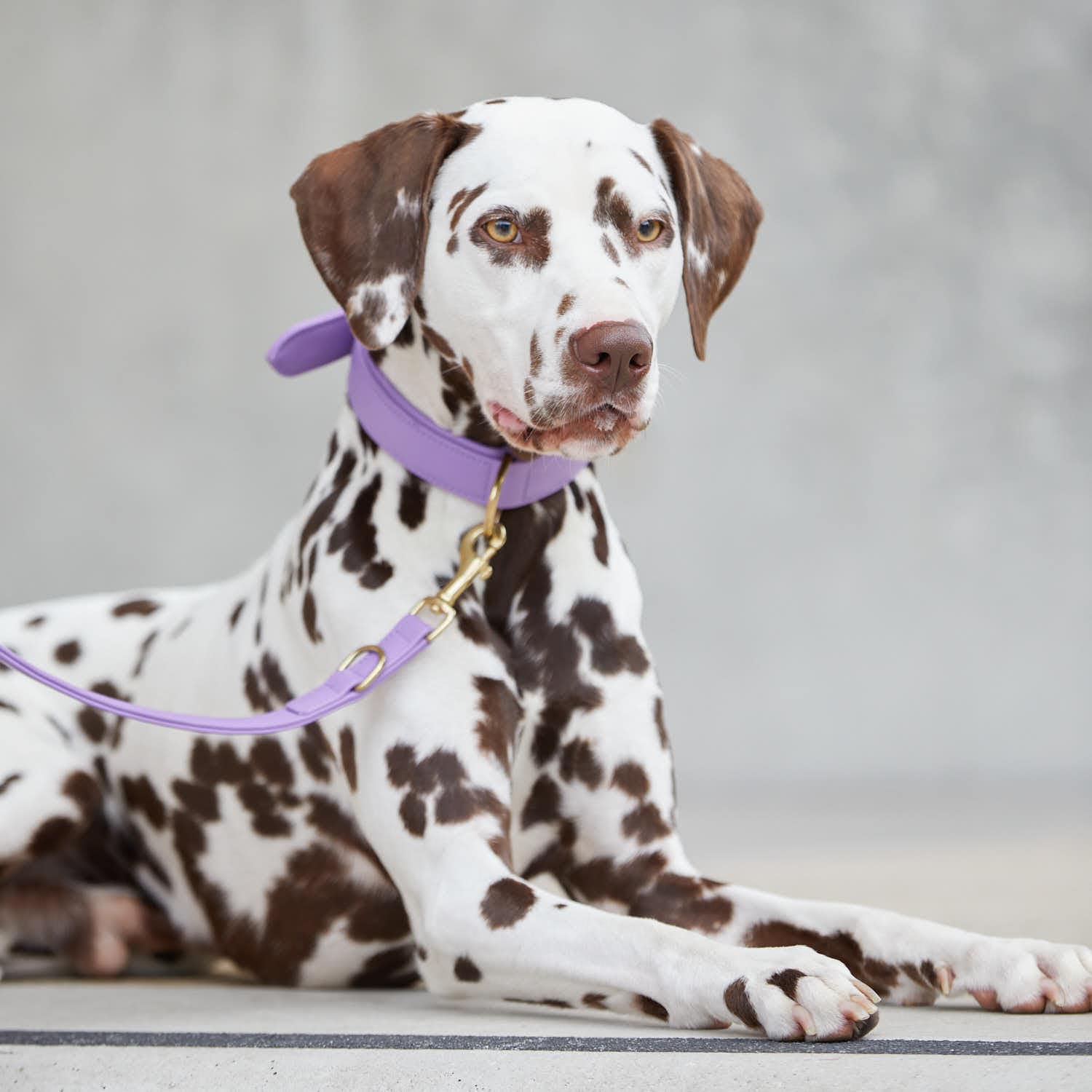 William Walker Plain Bundle Test AV