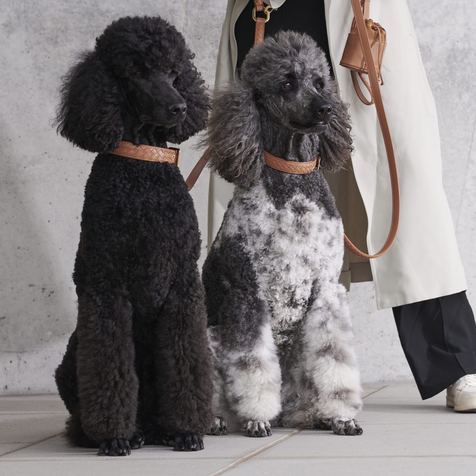 William Walker Leder Hundehalsband Prestige Caramel