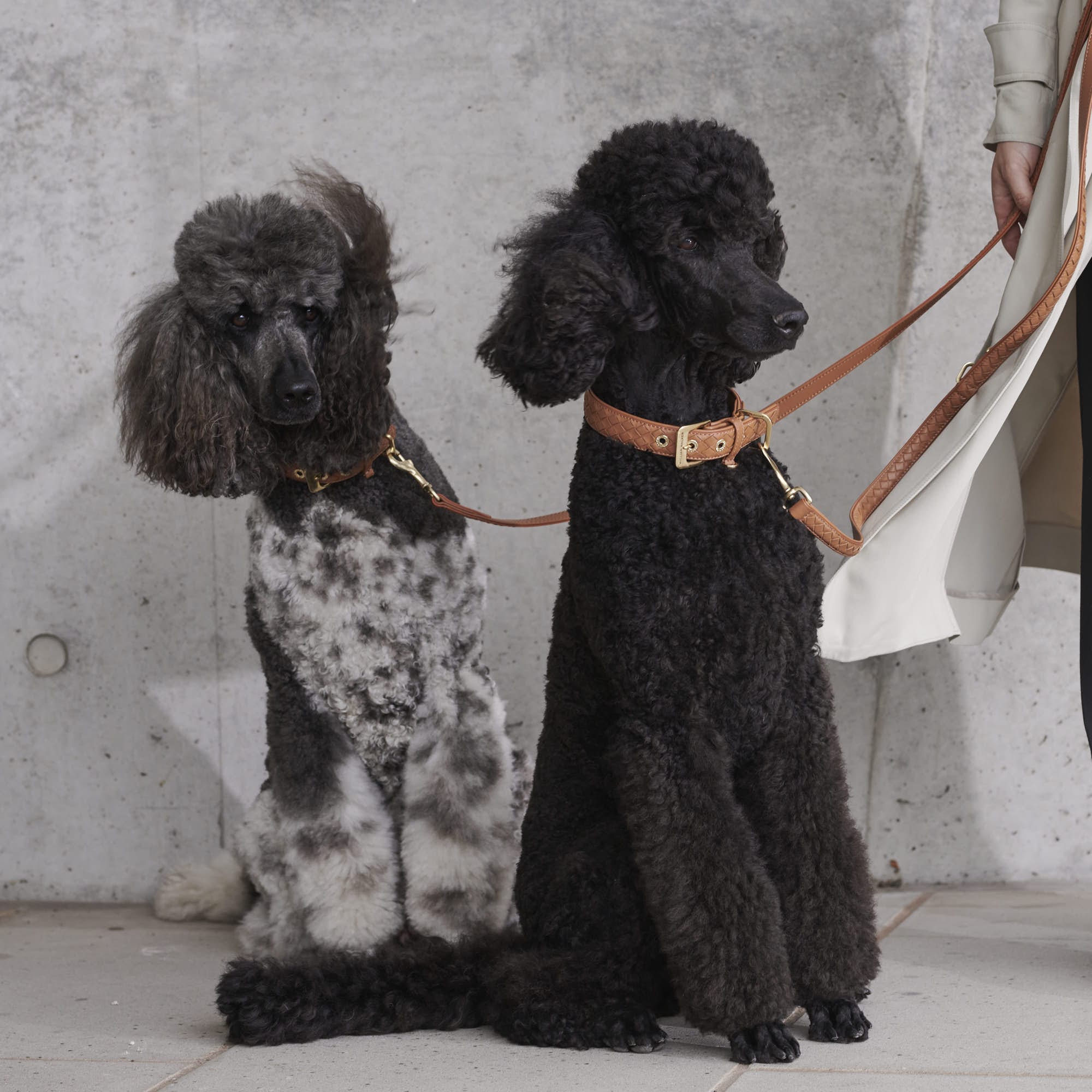 William Walker Leder Hundehalsband Prestige Caramel