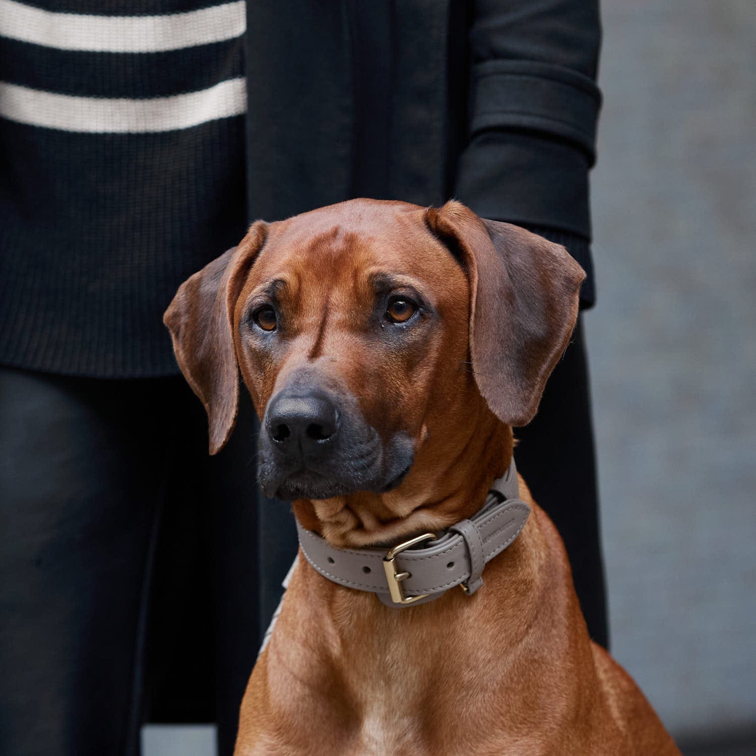 William Walker Leder Hundehalsband Sand (Beige)