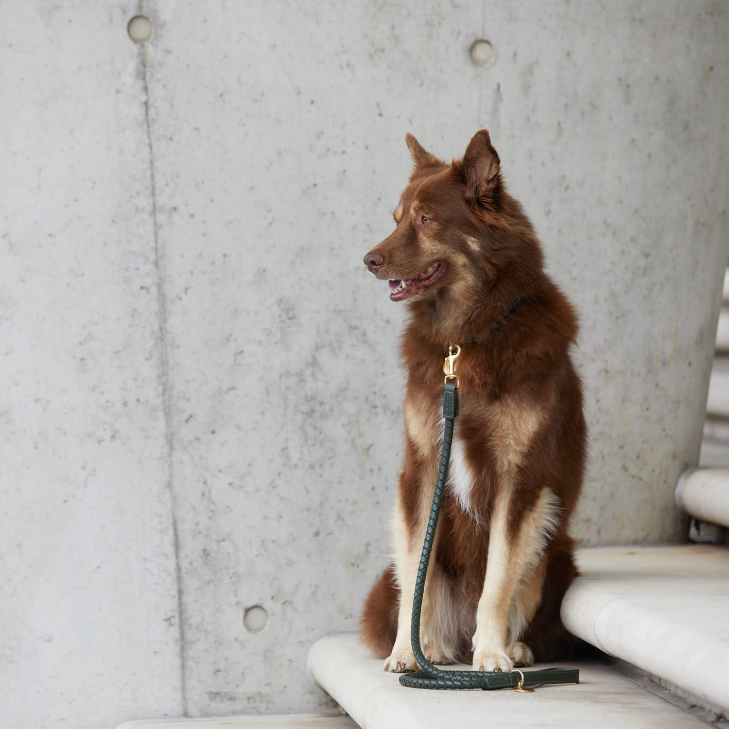 William Walker Hundehalsband Twisted Dark Moss