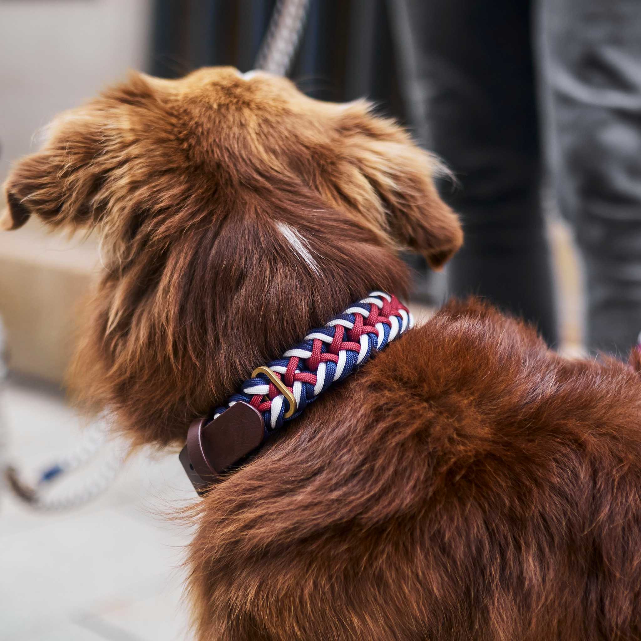 Hund trägt Paracord Biothane Hundehalsband