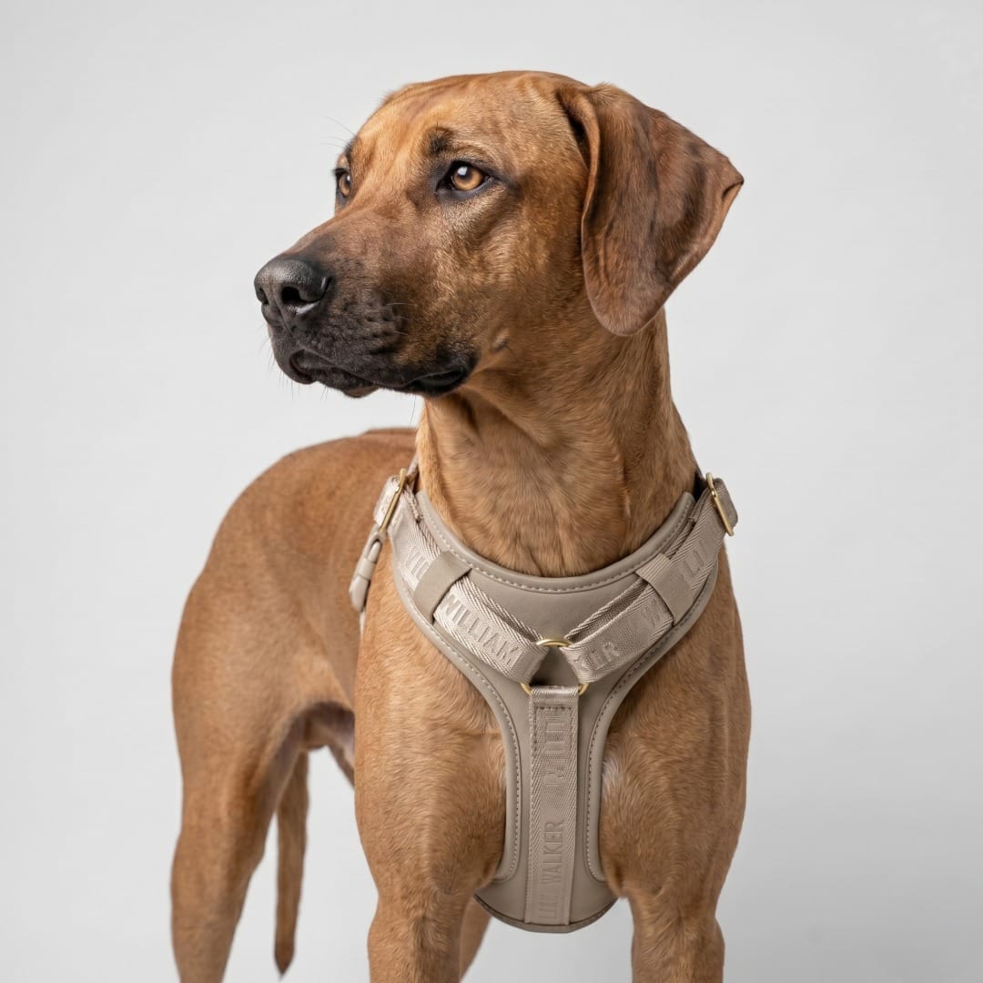 William Walker Leder Hundegeschirr Plain