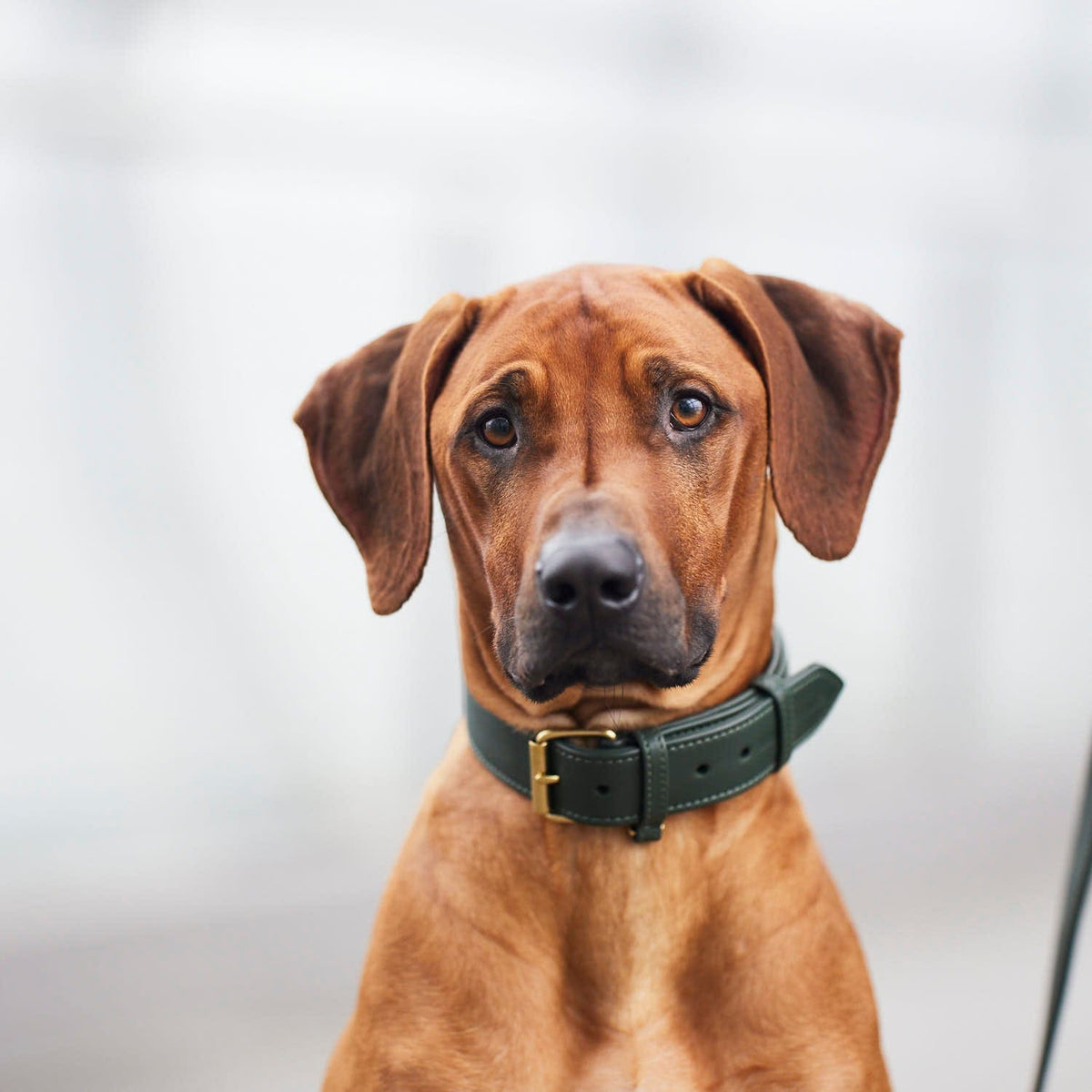 William Walker Collar de cuero para perro Dark Moss (verde bosque)