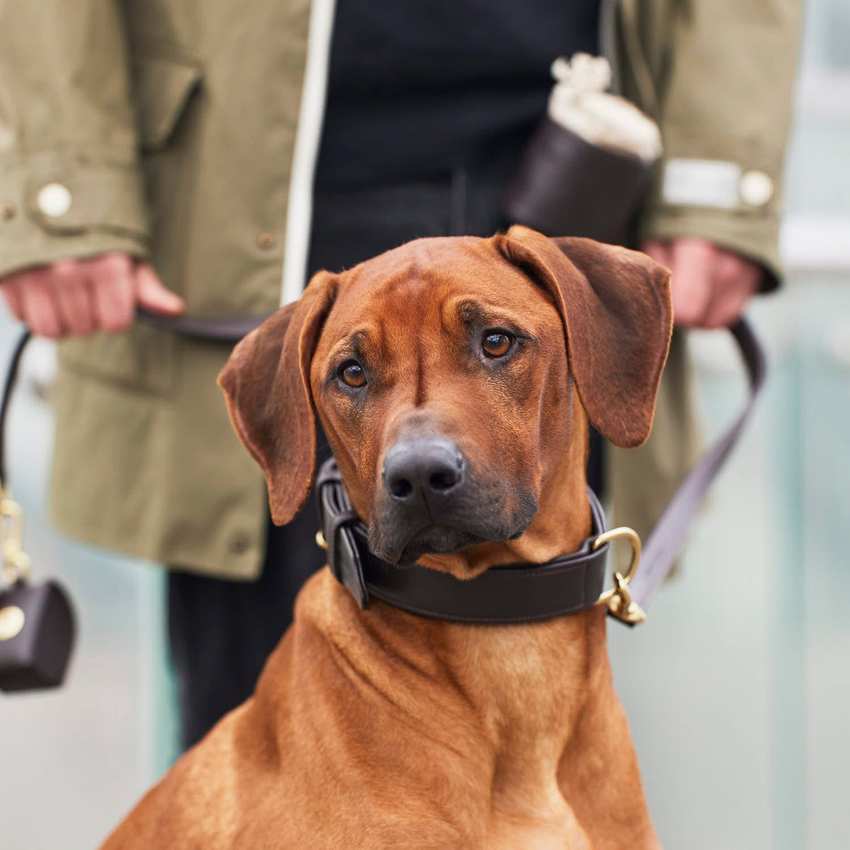 William Walker Collar para perros de cuero Earth (Marrón)