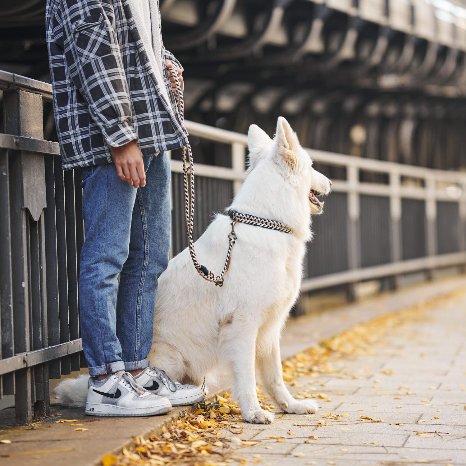 William Walker Paracord Hundehalsband Hanseatic