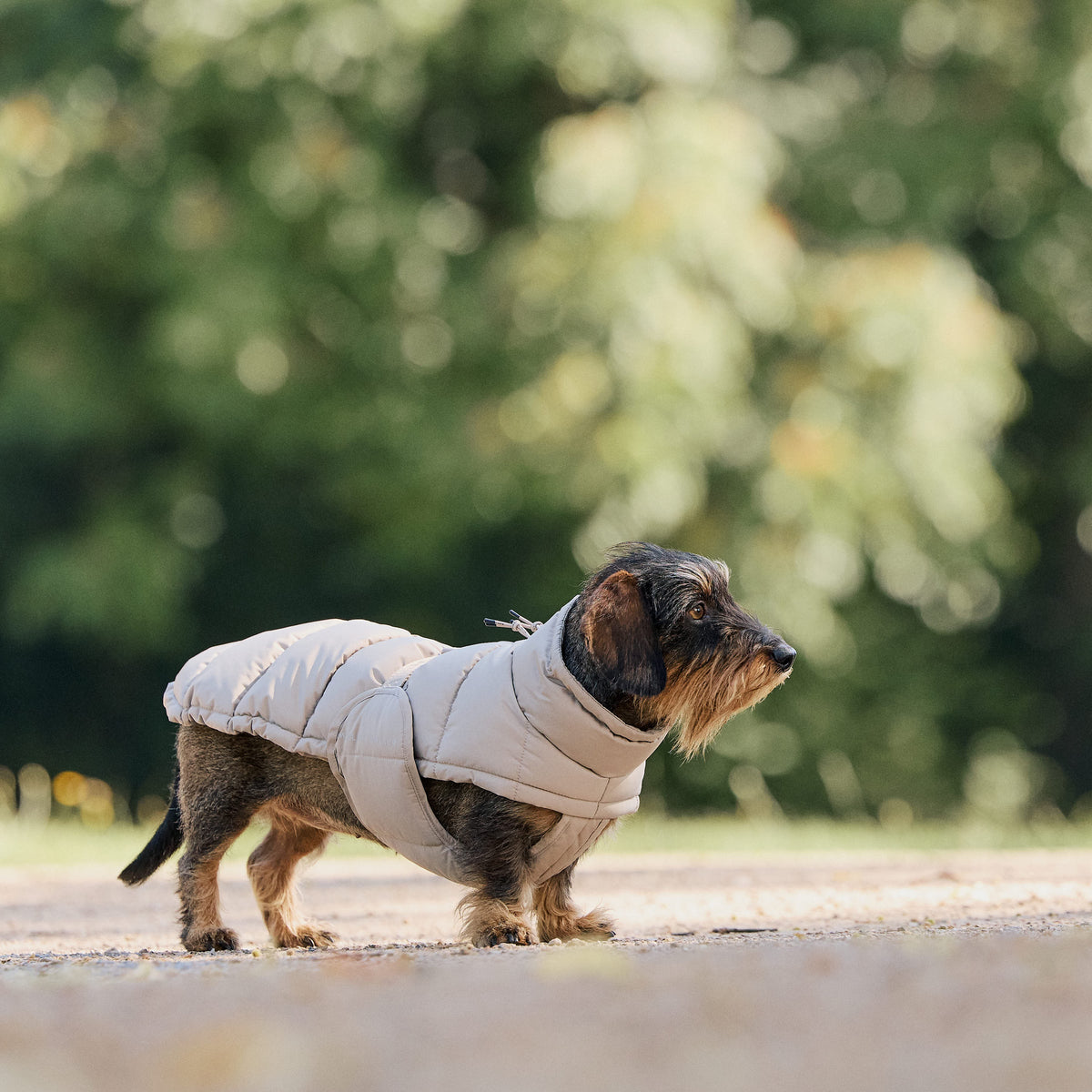 William Walker Manteau d'hiver pour chien Alpine pour teckel