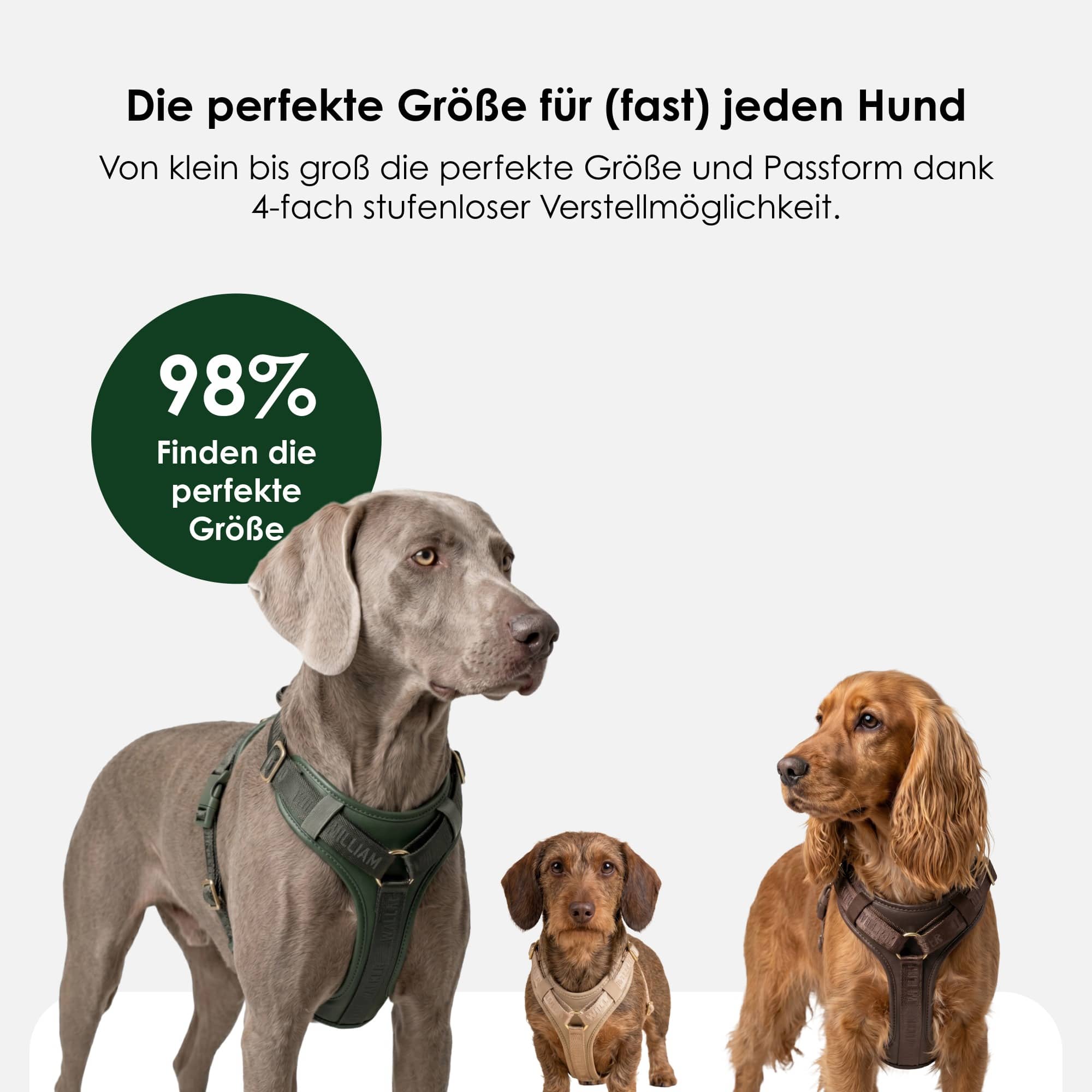 William Walker Hochwertiges Leder Y-Hundegeschirr Plain