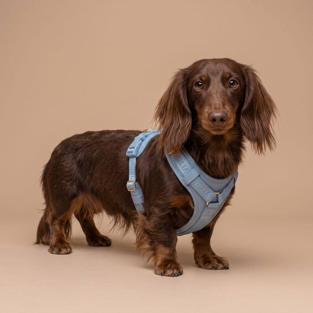 William Walker Hochwertiges Leder Y-Hundegeschirr Plain