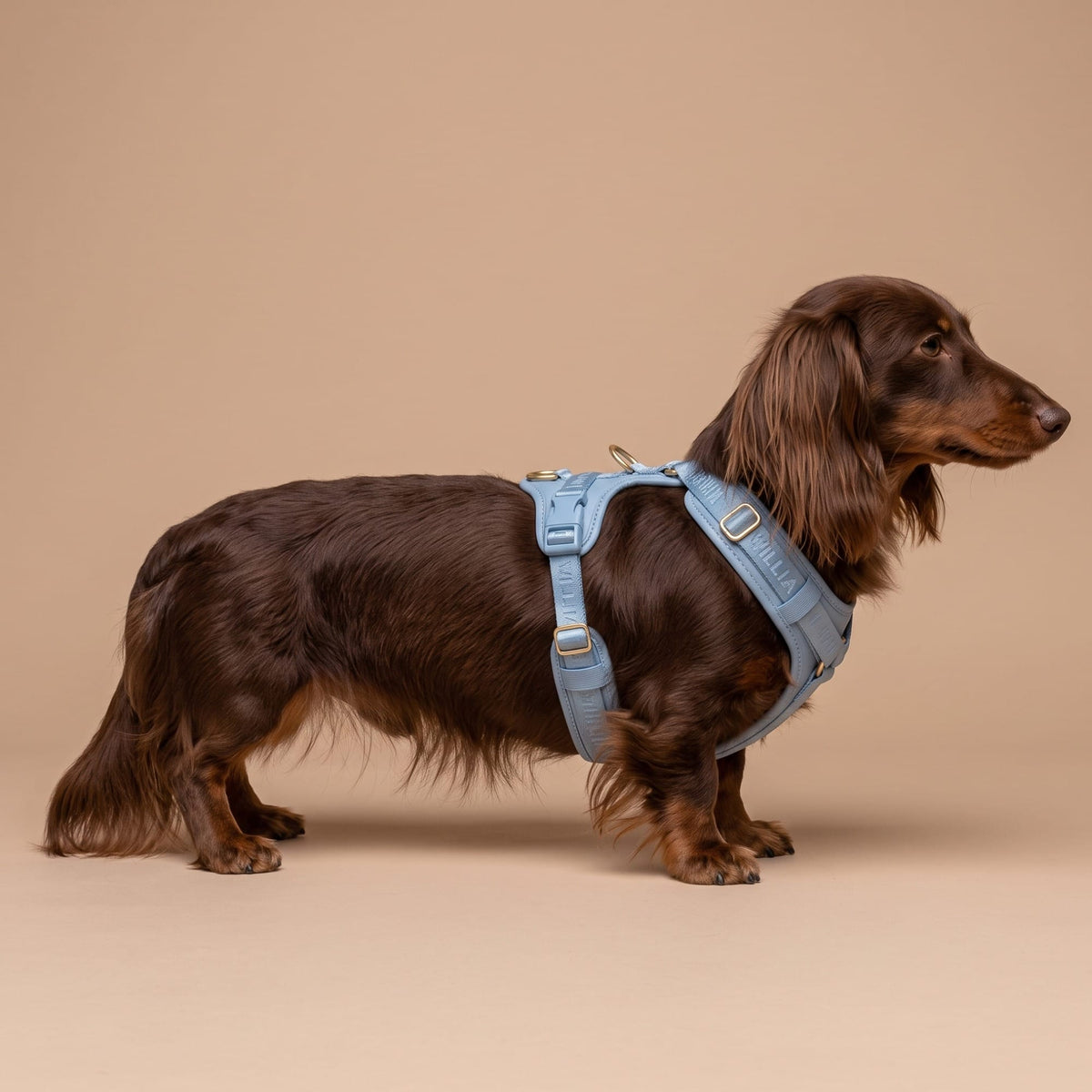 William Walker Hochwertiges Leder Y-Hundegeschirr Plain