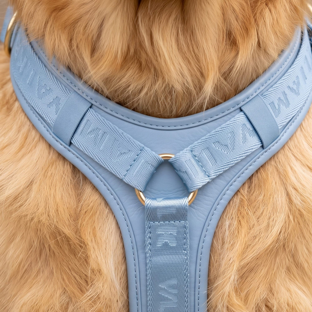 William Walker Hochwertiges Leder Y-Hundegeschirr Plain