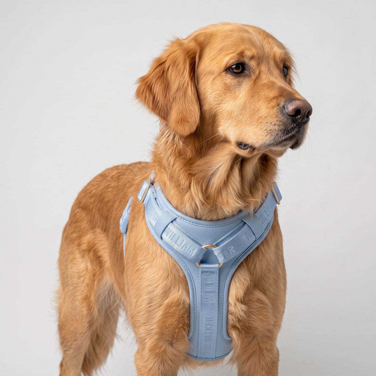 William Walker Hochwertiges Leder Y-Hundegeschirr Plain