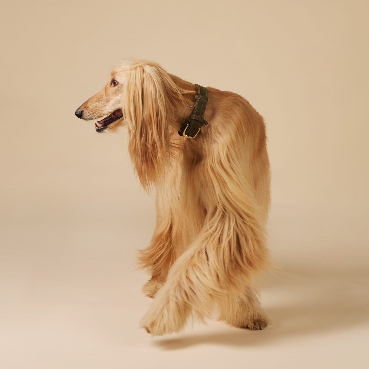 William Walker Collier pour chien en cuir nubuck résistant à l'eau Pistachio (vert) / XXS