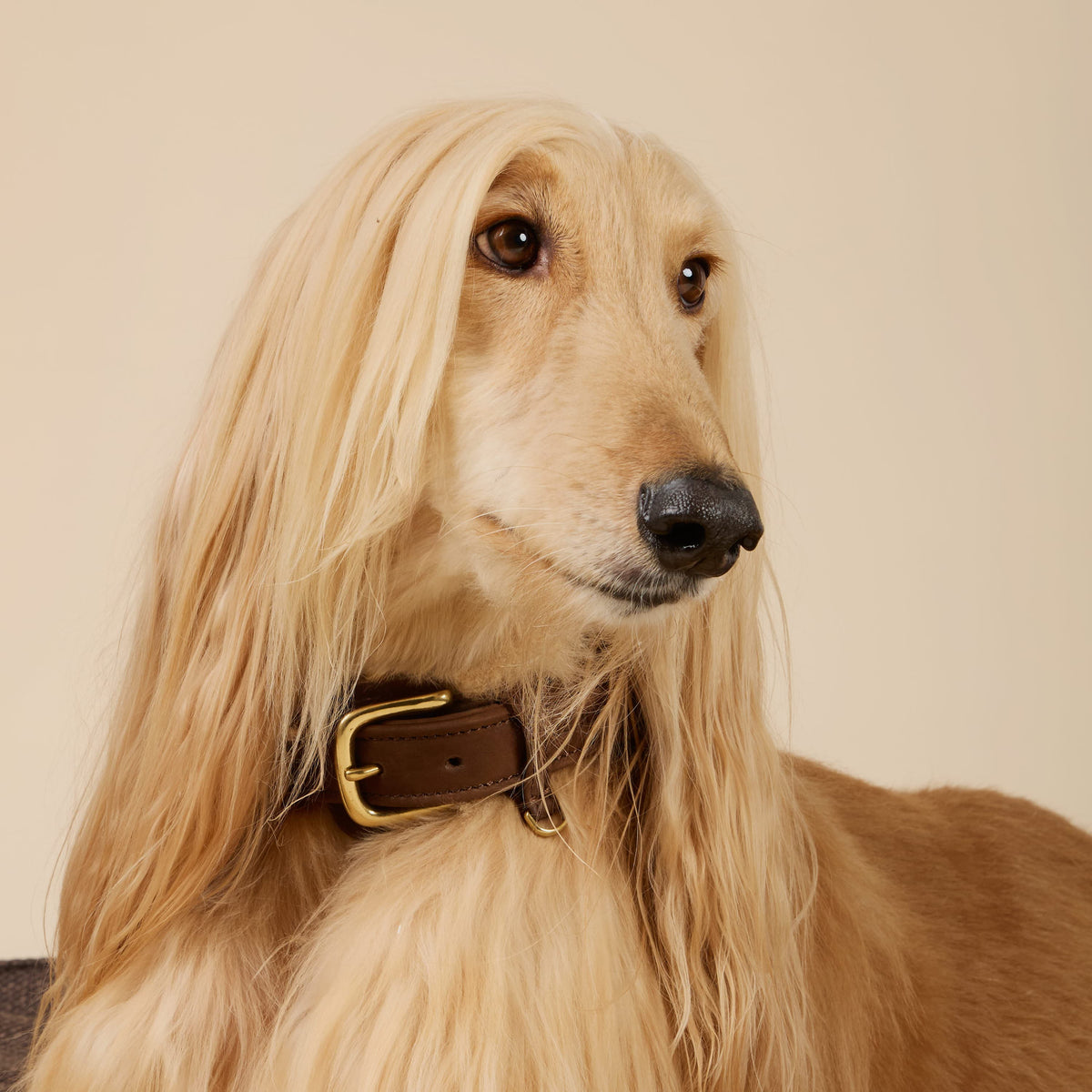 William Walker Collier pour chien en cuir nubuck résistant à l'eau