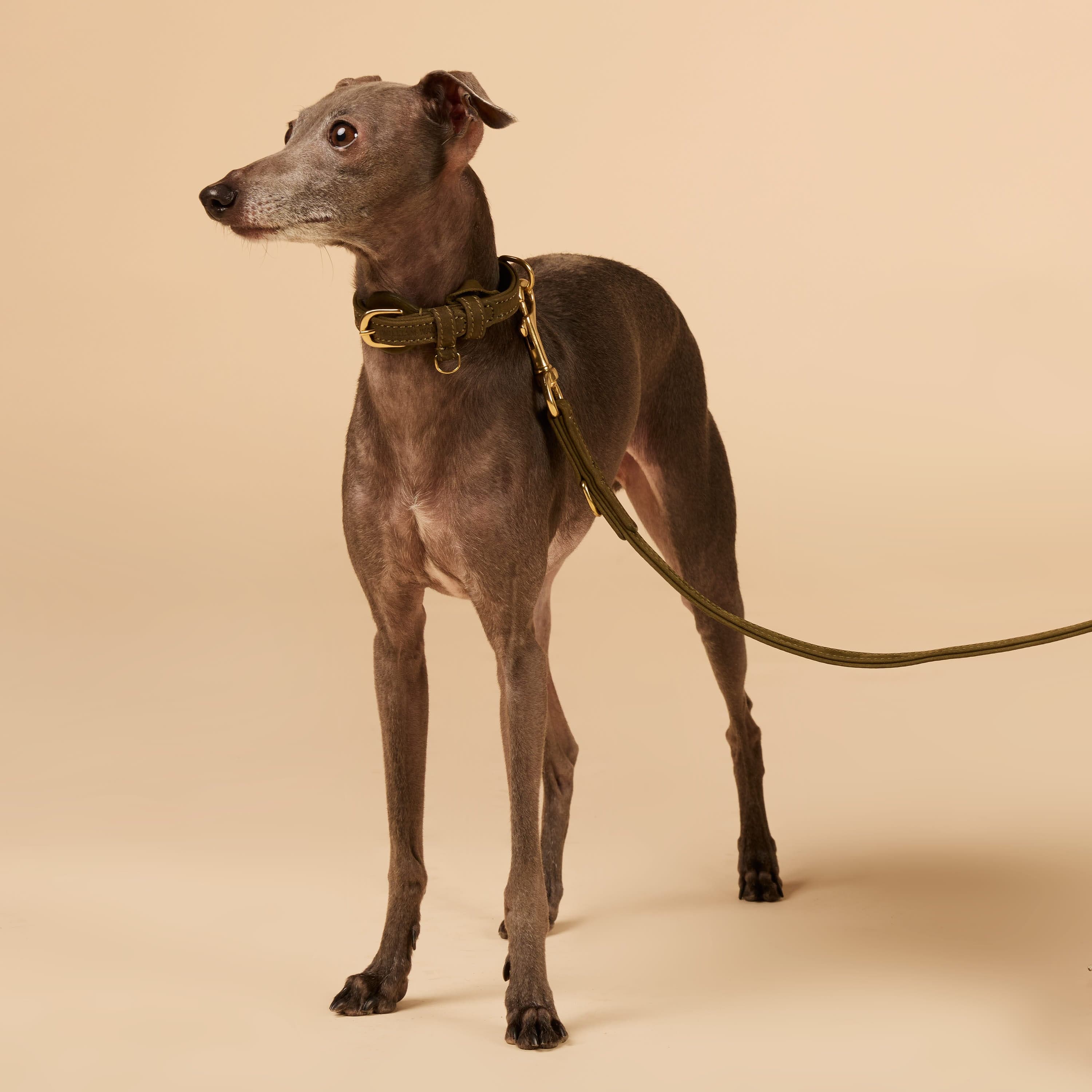 William Walker Hundehalsband aus wasserfestem Nubukleder