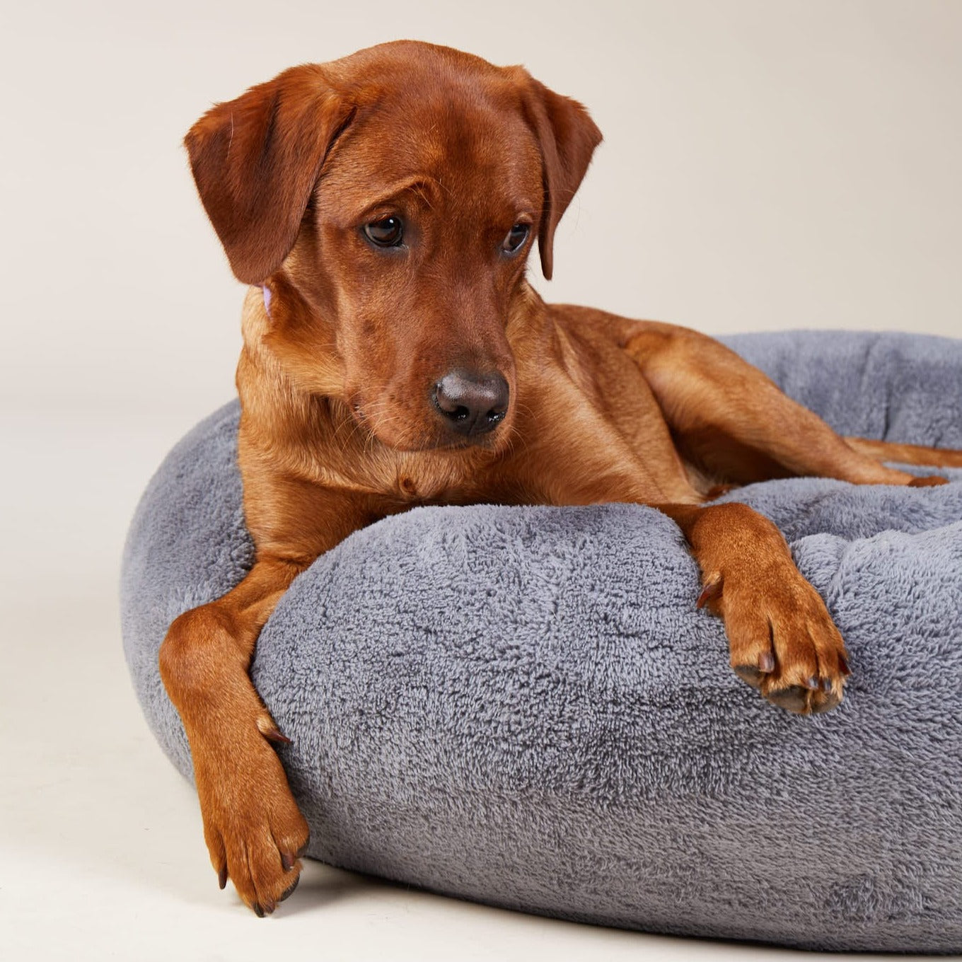 William Walker Kuscheliges Hundebett Comfy Cloud (Dunkelgrau)