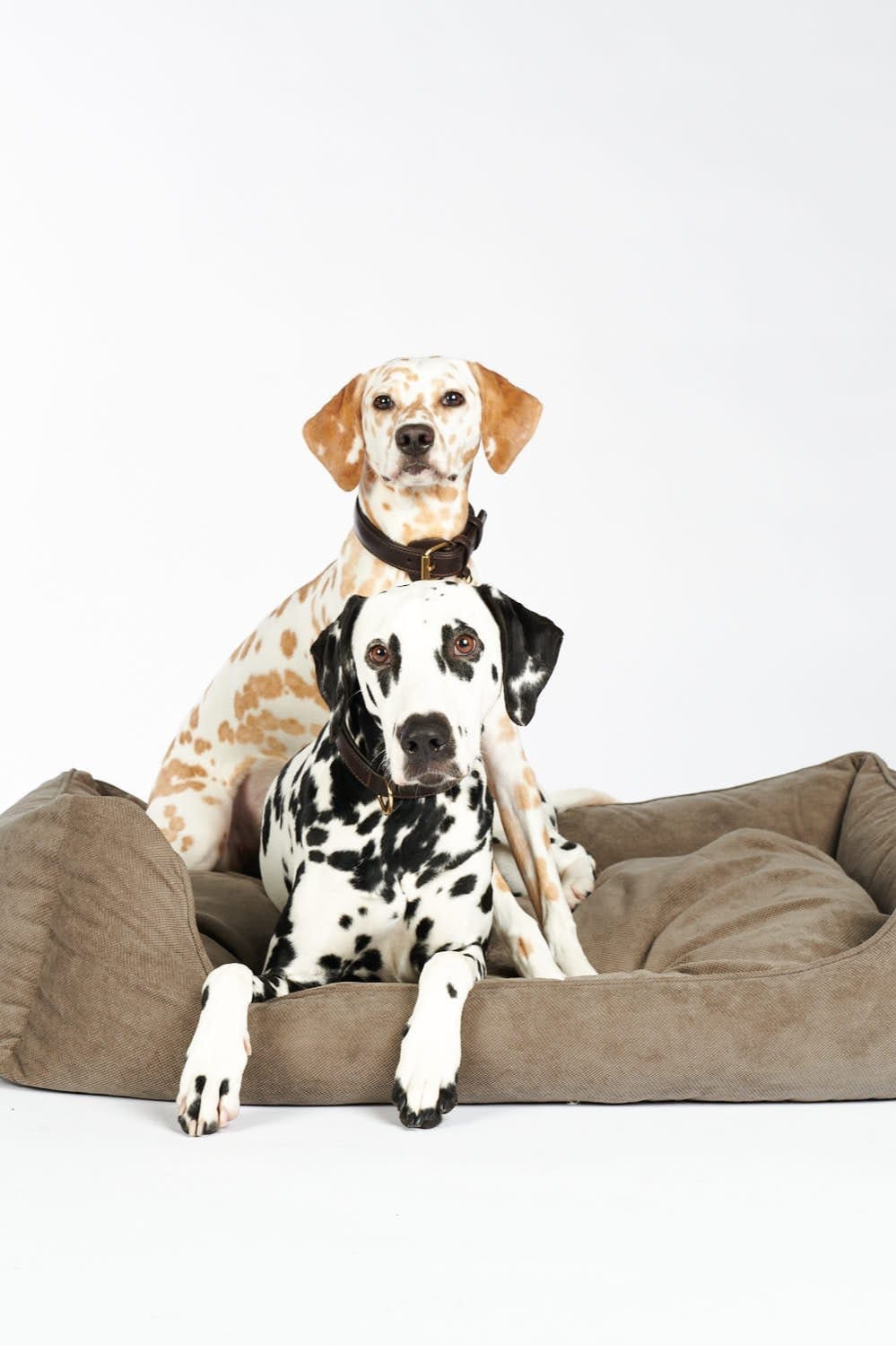 Dalmatiner mit Hundehalsband in braun aus Leder und Hundebett in Stone braun grau 