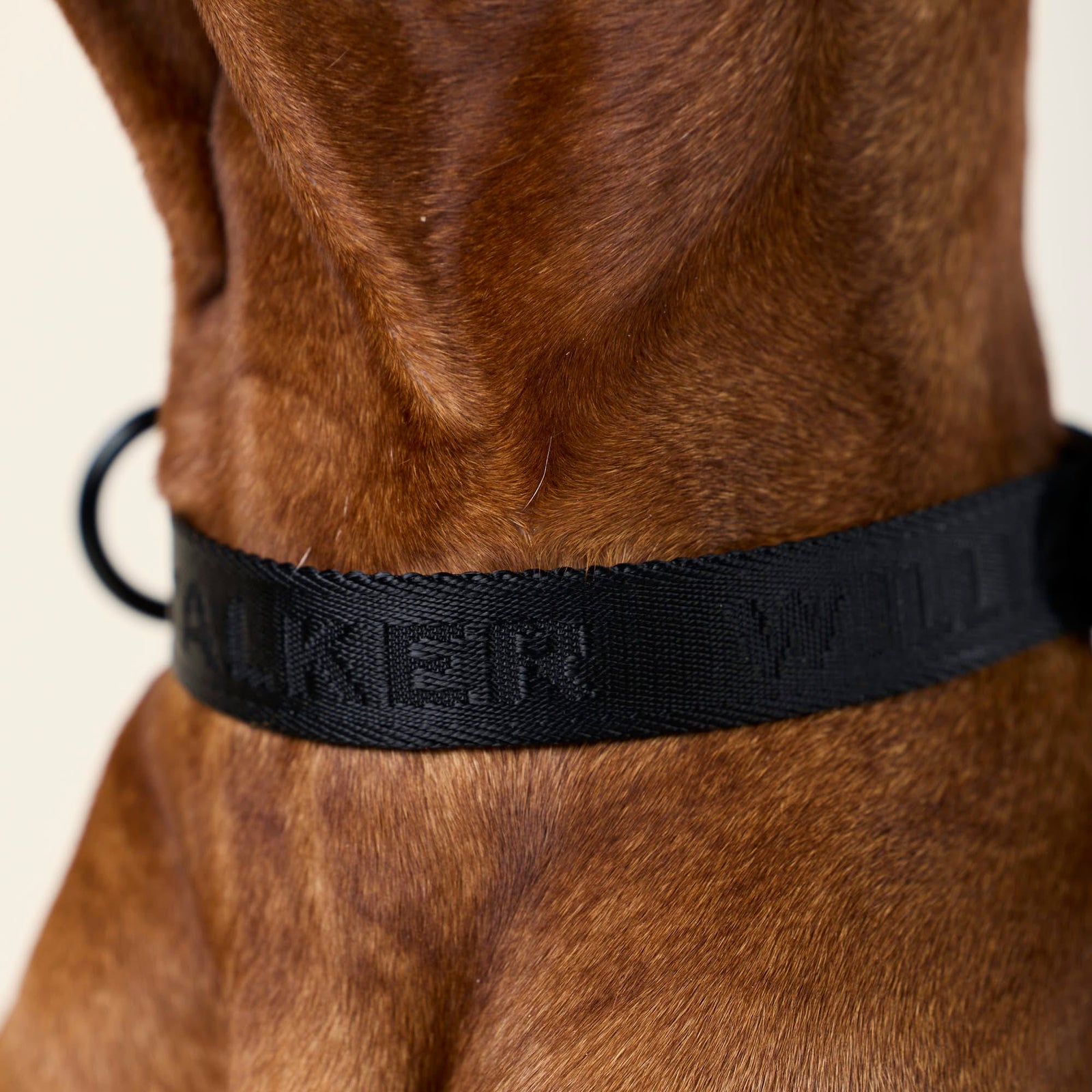 William Walker Jacquard Nylon Hundehalsband Nero (schwarz)