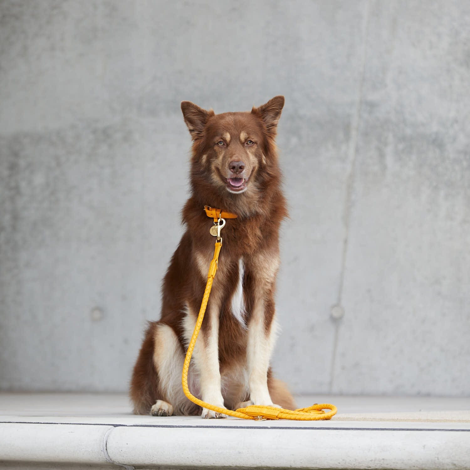 William Walker Hundehalsband Twisted Curry // Limited