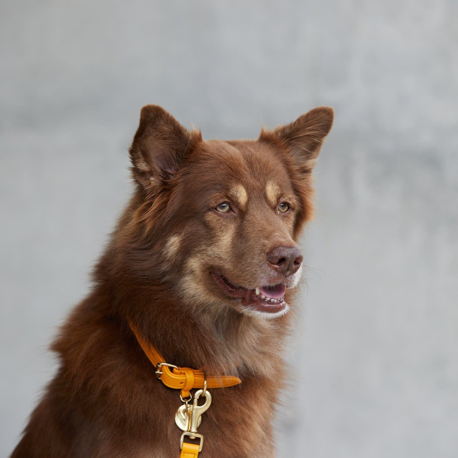 William Walker Hundehalsband Twisted Curry // Limited