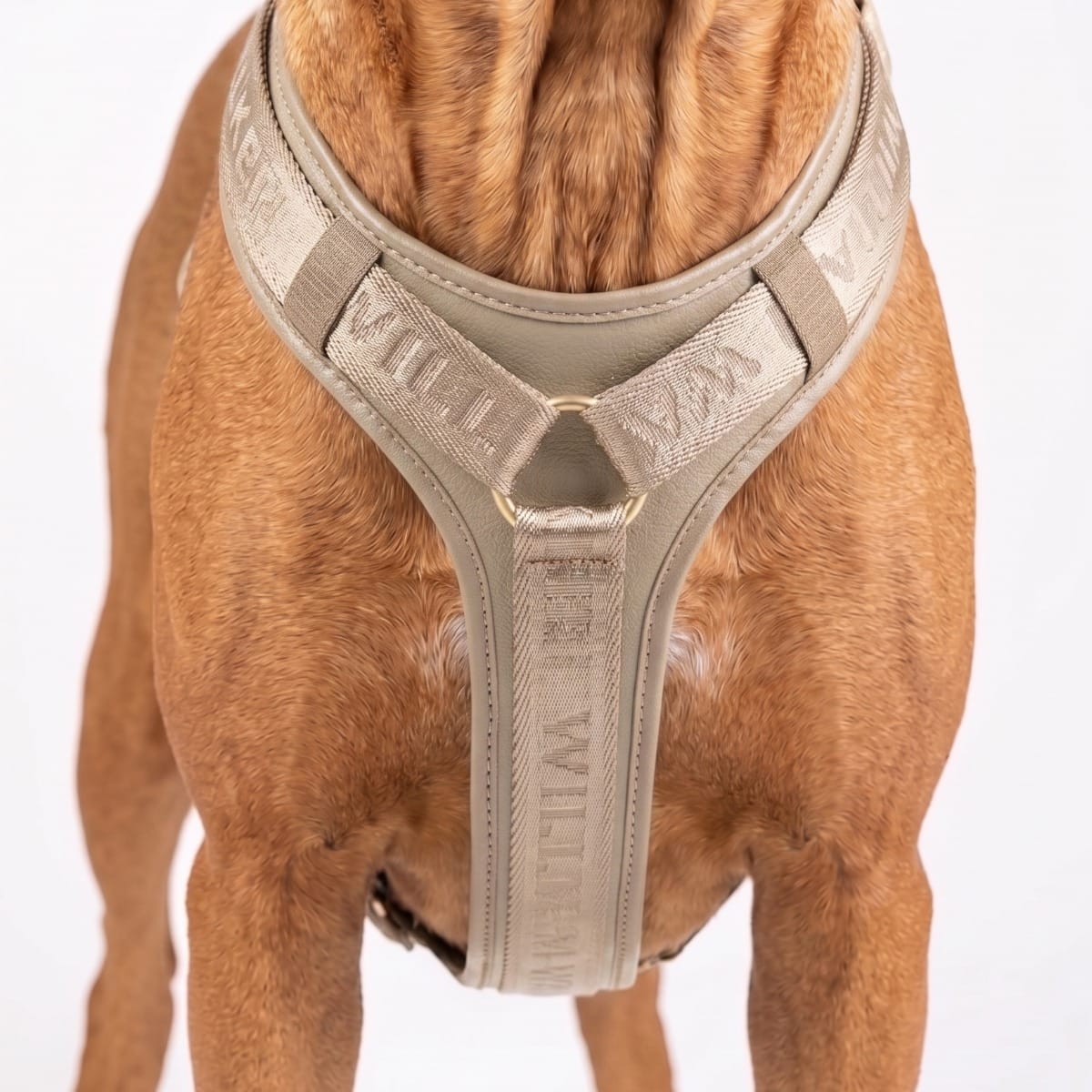 William Walker Hochwertiges Leder Y-Hundegeschirr Plain
