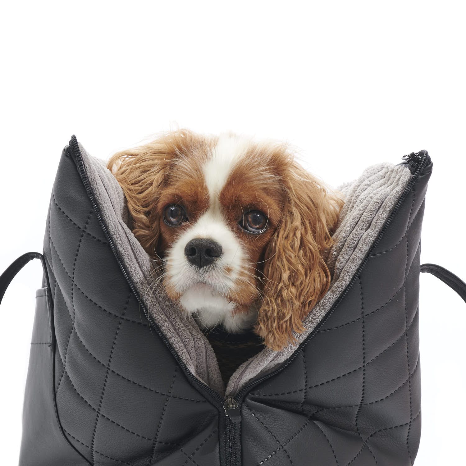 Hund in Reisetragetasche